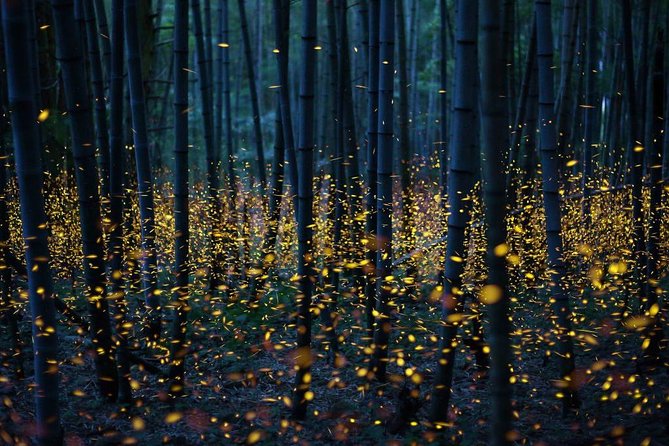 Bamboo Bicycle Tour in twilight: watch dancing Fireflies in Bangkok - The Firefly Search: 1 Hour on the Boat (and Why That Matters)