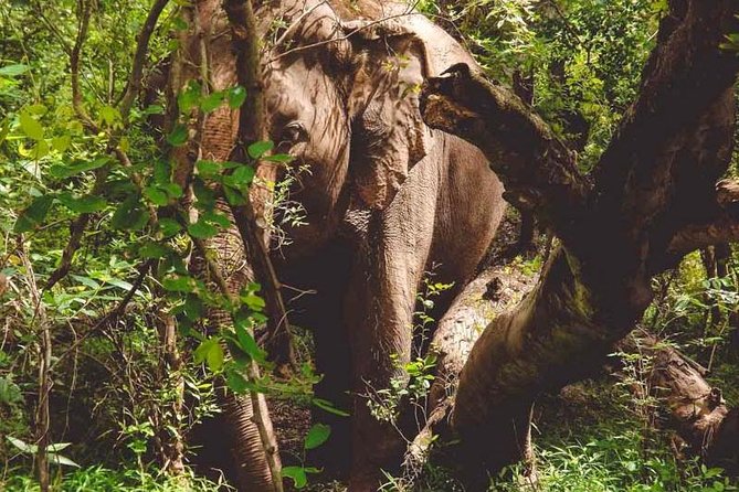 Erawan Waterfall and Elephant Care: Private Tour to Kanchanabur - Guides make the day: Peter, Ann, Yokie, Preecha, and even Bella