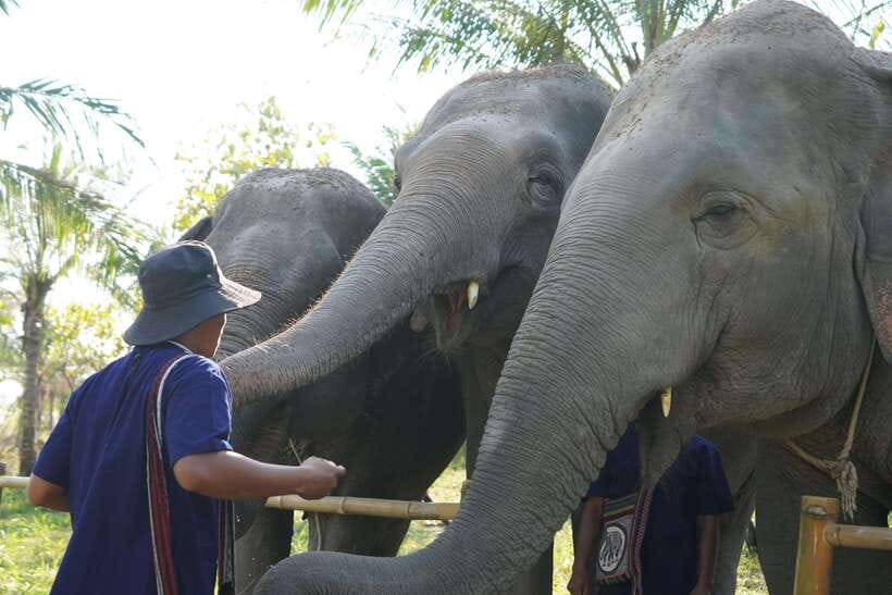 From Bangkok: Living Green Elephant Sanctuary Day Trip - Key points before you go