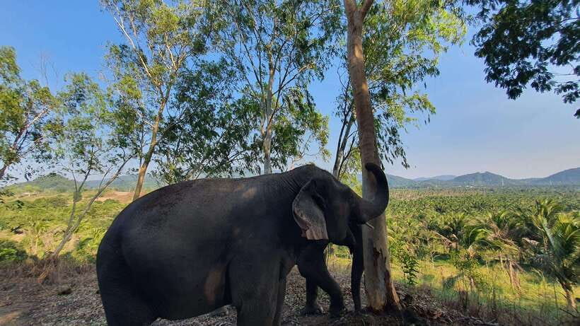 From Bangkok: Living Green Elephant Sanctuary Day Trip - A Day Trip With Elephant Time, Not Just Elephant Time Slots