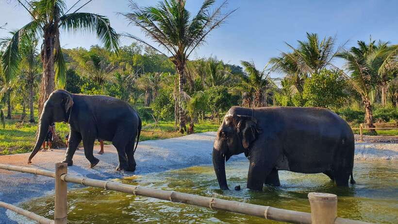 From Bangkok: Living Green Elephant Sanctuary Day Trip - Arrival at Living Green: Mo Hom Clothing and Clear Elephant Boundaries