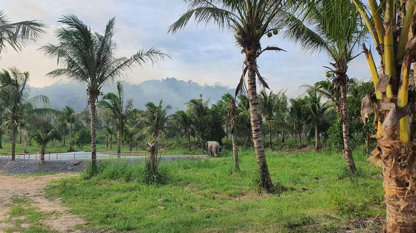 From Bangkok: Living Green Elephant Sanctuary Day Trip - The Local Meal and Briefing: Why They Do This First