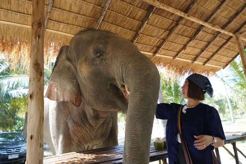 From Bangkok: Living Green Elephant Sanctuary Day Trip - Feeding and Walking: What Up-Close Really Looks Like