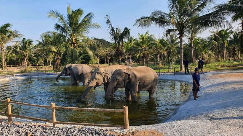 From Bangkok: Living Green Elephant Sanctuary Day Trip - Mud, Social Life, and the Subtle Elephant Moments