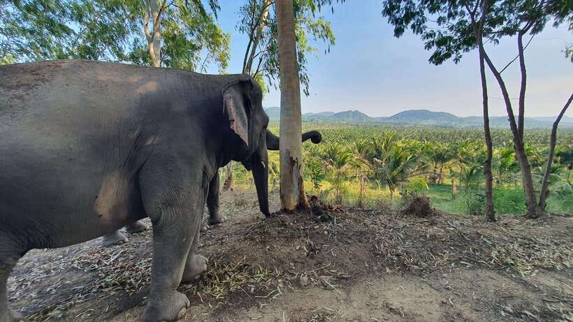 From Bangkok: Living Green Elephant Sanctuary Day Trip - Bathing in the Water: Optional, Supervised, and Weather-Dependent