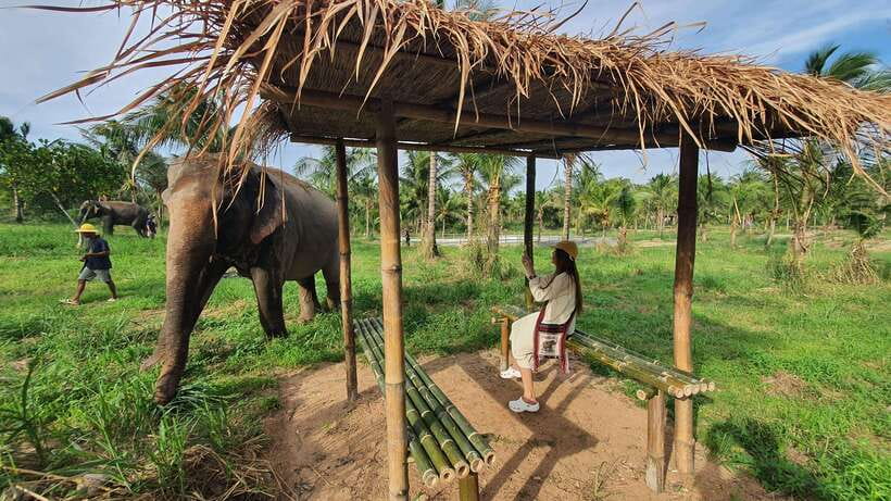 From Bangkok: Living Green Elephant Sanctuary Day Trip - The Mountain Break: Views, Shade, and a Real Reset
