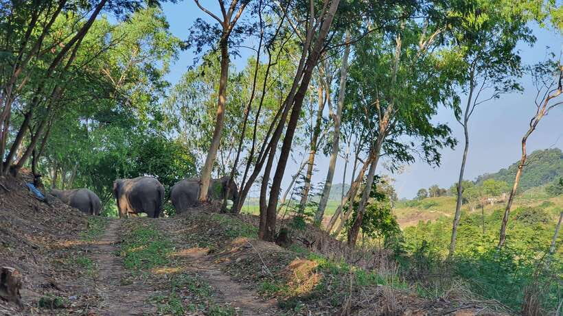 From Bangkok: Living Green Elephant Sanctuary Day Trip - Getting There From Bangkok: Pickup Options and the Traffic Reality