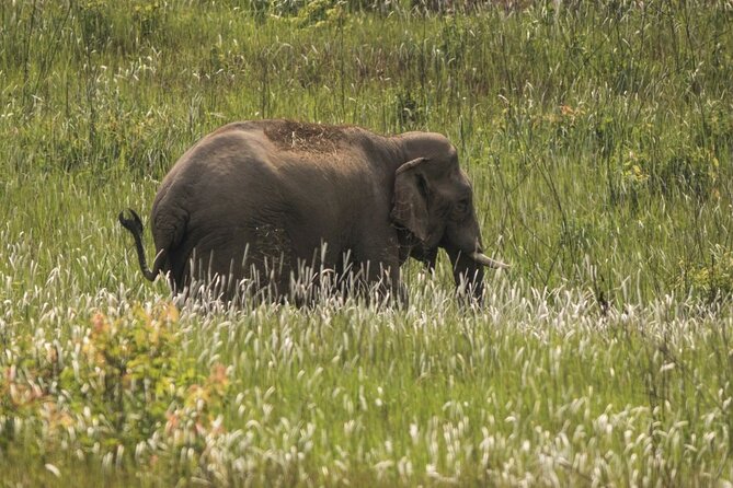 Khao Yai National Park Full-Day From Bangkok - Including Ticket - Getting Out of Bangkok: Expect the Van Ride