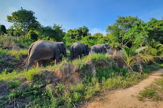 Living Green Elephant Sanctuary Experience near Bangkok & Pattaya - Living Green’s ethical elephant set-up: what it means for your day