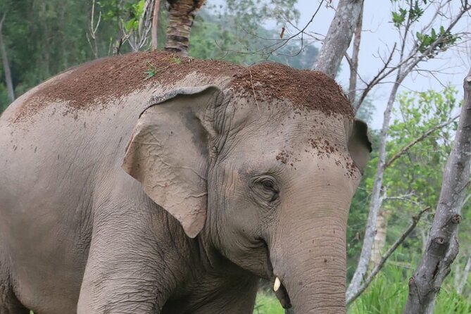 Living Green Elephant Sanctuary Experience near Bangkok & Pattaya - Free-roaming elephant time: foraging, feeding, walking, and water