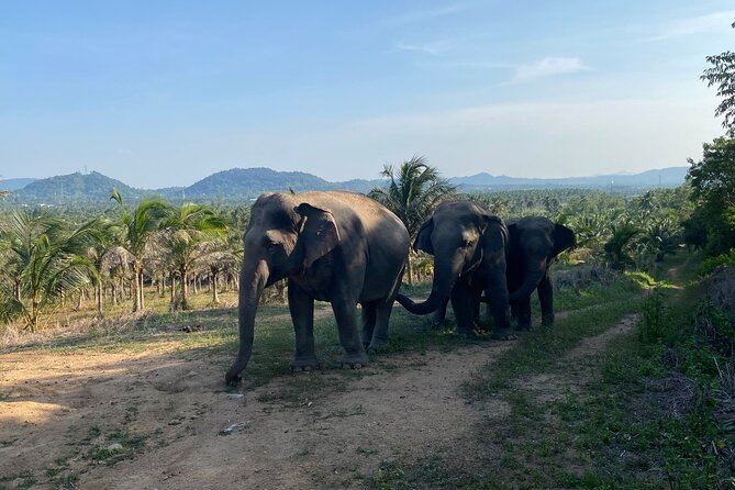 Living Green Elephant Sanctuary Experience near Bangkok & Pattaya - Trek to the highest viewpoint: the 180-degree payoff