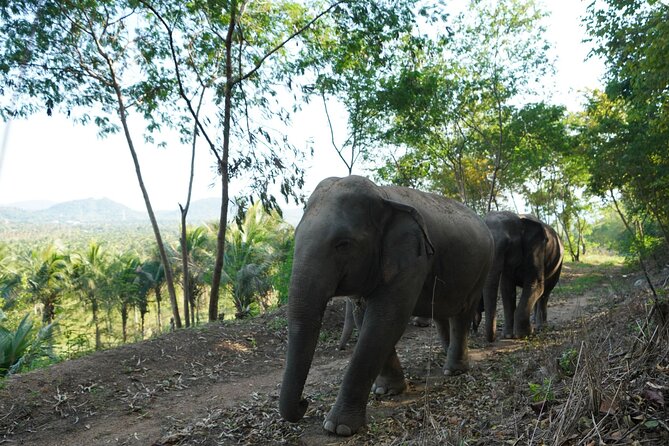 Living Green Elephant Sanctuary Experience near Bangkok & Pattaya - Lunch at Ancient Pad Thai: a simple break that actually fuels you