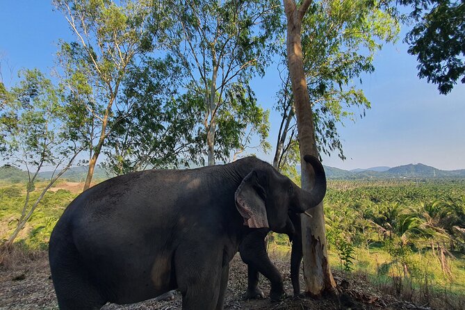 Living Green Elephant Sanctuary Experience near Bangkok & Pattaya - Photos without the chaos: why the pro photographer helps