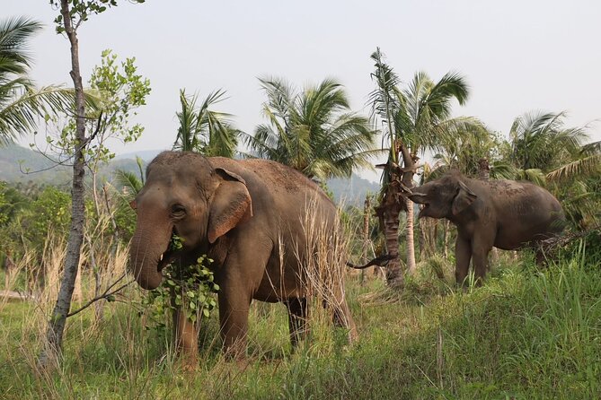 Living Green Elephant Sanctuary Experience near Bangkok & Pattaya - Value for $55.41: what you’re really paying for