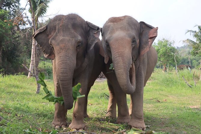 Living Green Elephant Sanctuary Experience near Bangkok & Pattaya - Getting there from Bangkok or Pattaya: the ride you should budget for