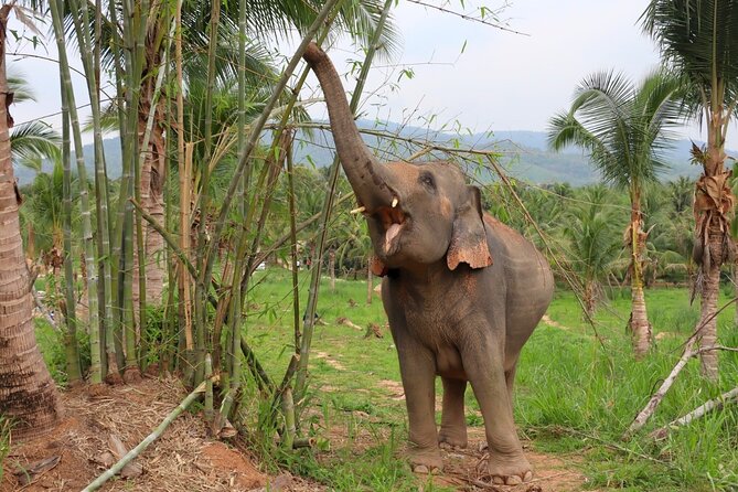 Living Green Elephant Sanctuary Tour from Bangkok and Pattaya - Quick Highlights (What Stays With You)