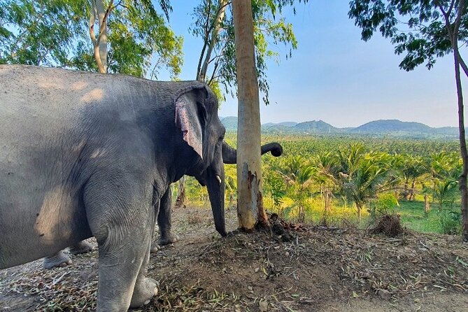 Living Green Elephant Sanctuary Tour from Bangkok and Pattaya - Feeding and Walking: The Moments That Feel Most Real