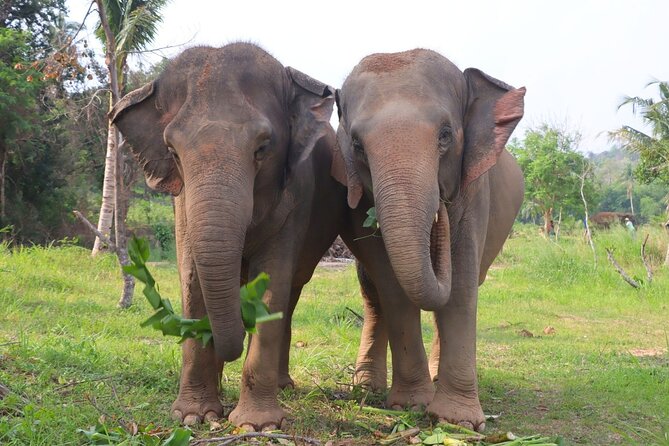Living Green Elephant Sanctuary Tour from Bangkok and Pattaya - The Guides: Humor Plus Practical Care Talk
