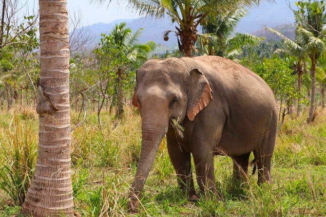 Living Green Elephant Sanctuary Tour from Bangkok and Pattaya - Lunch in the Middle of a Long Day