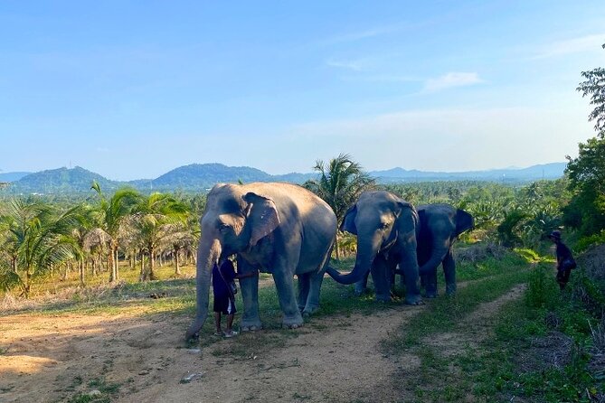 Living Green Elephant Sanctuary Tour from Bangkok and Pattaya - Comfort and Timing: Small Things That Save the Day