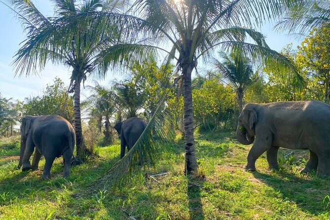 Living Green Elephant Sanctuary Tour from Bangkok and Pattaya - Price and Value: Is $55 Worth It?