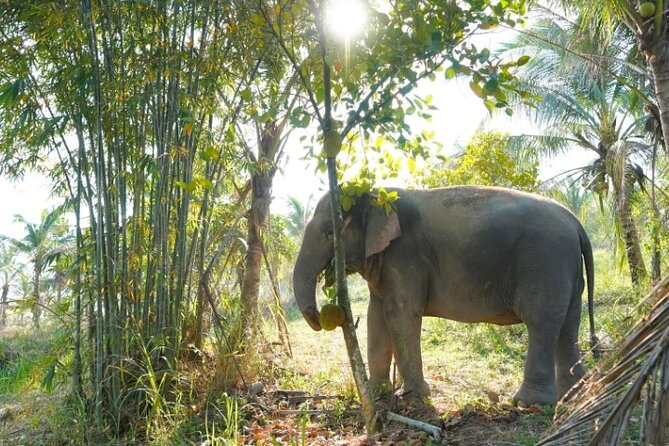 Living Green Elephant Sanctuary Tour from Bangkok and Pattaya - Getting There From Bangkok (And Why Timing Matters)